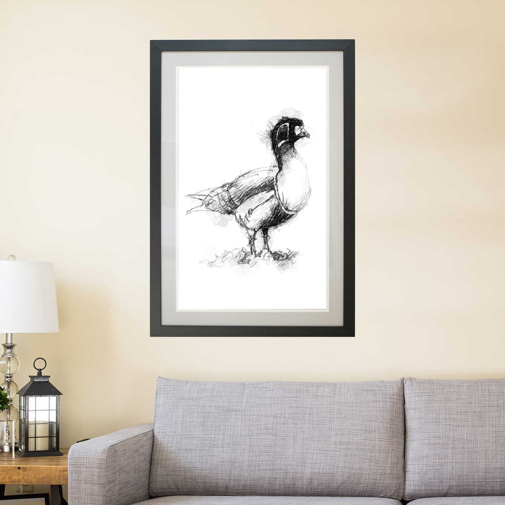 Red breasted goose