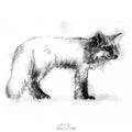 Red fox