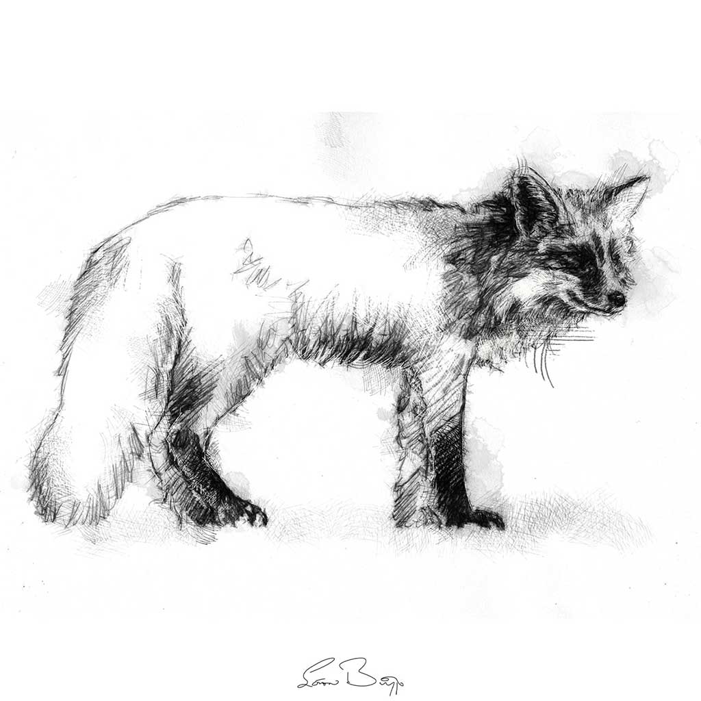 Red fox