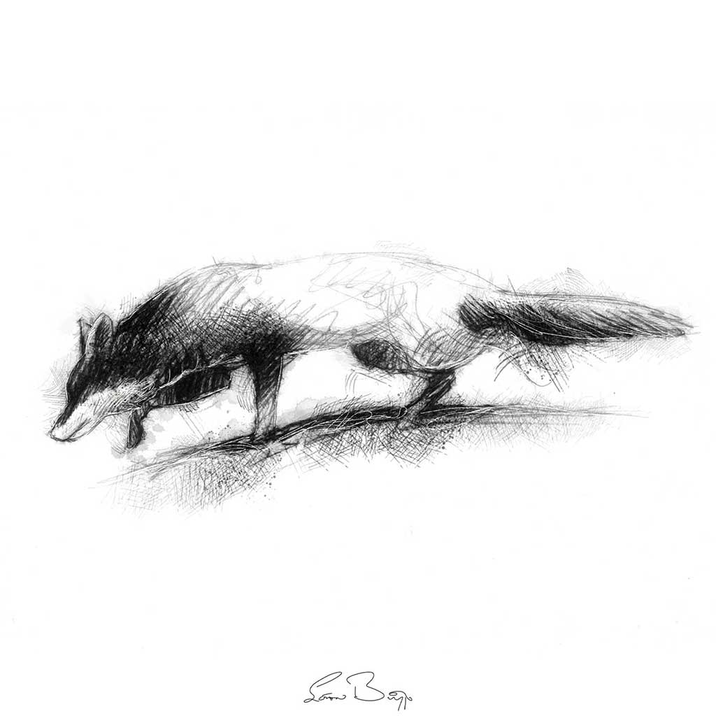 Red fox