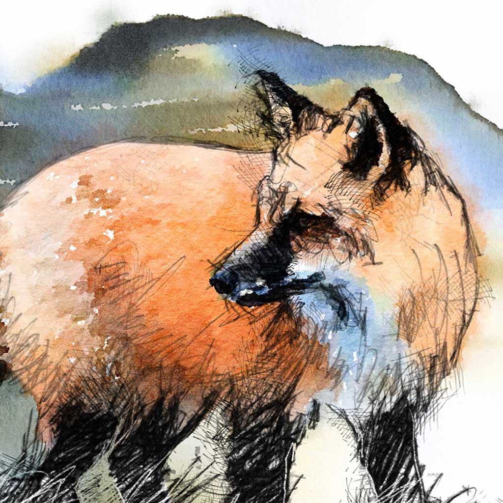 Red fox