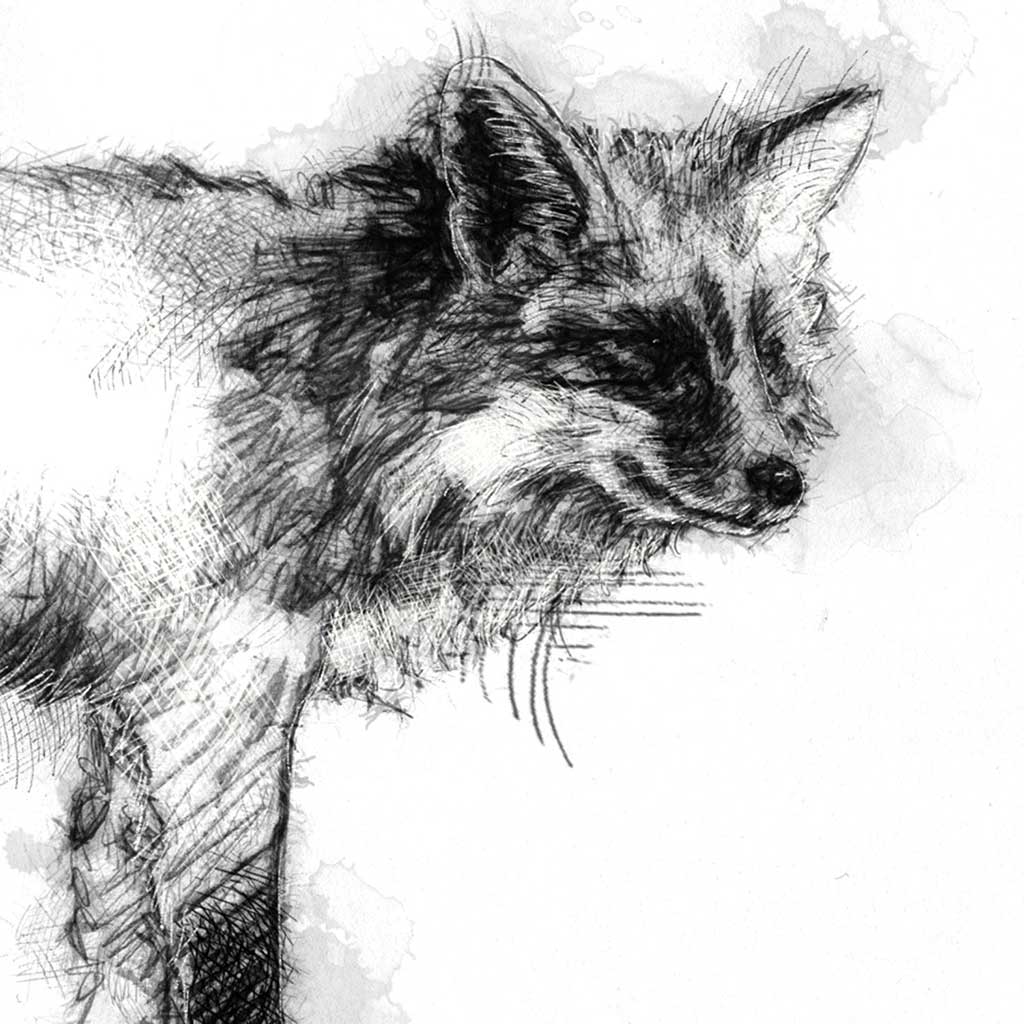 Red fox