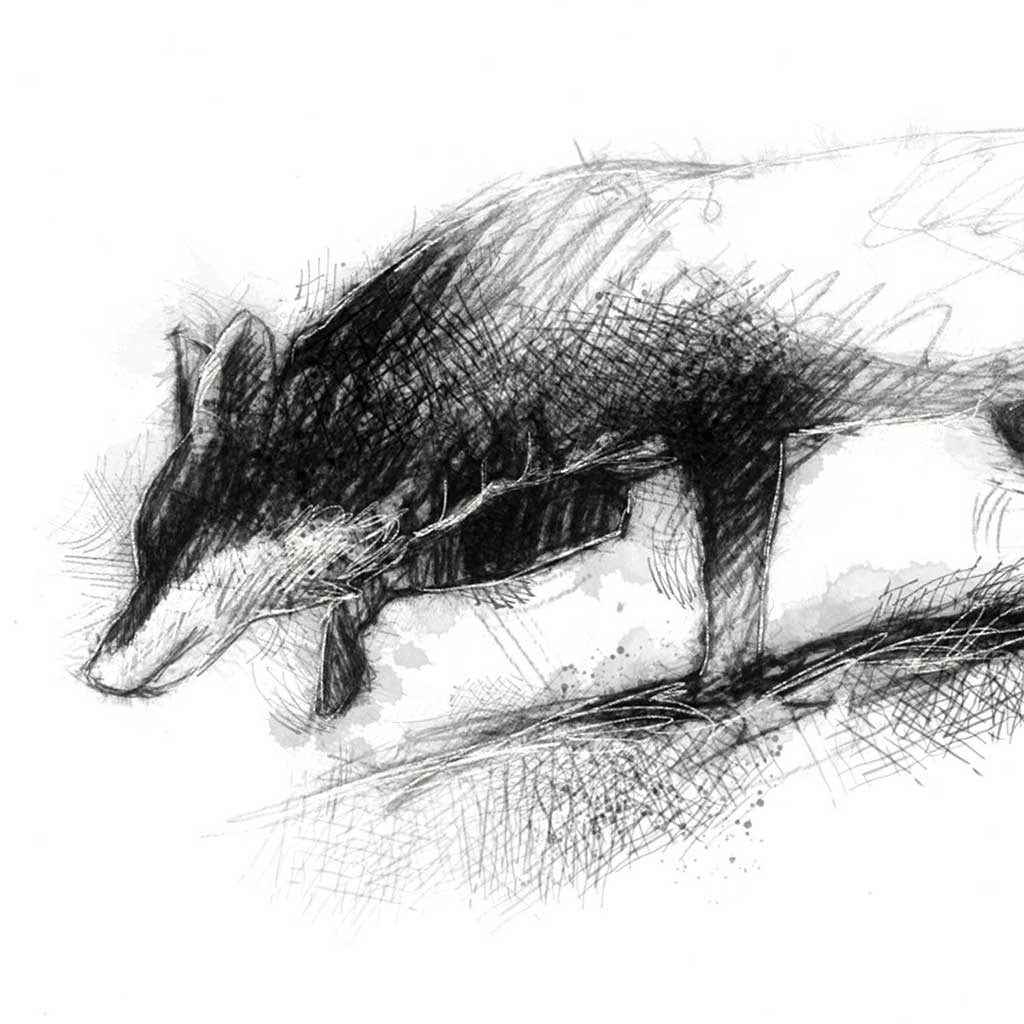 Red fox