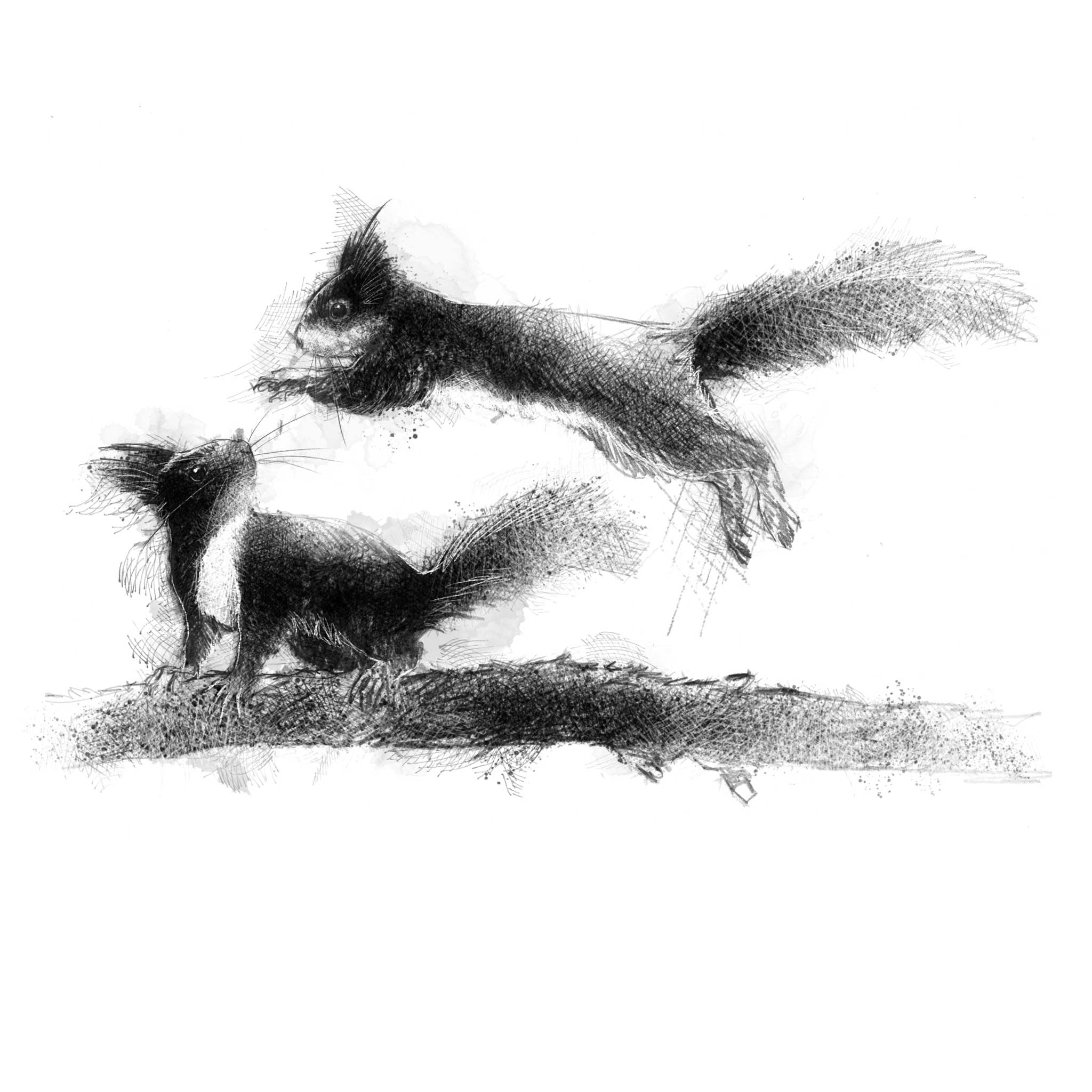 Red squirrels playing - BW Sketch