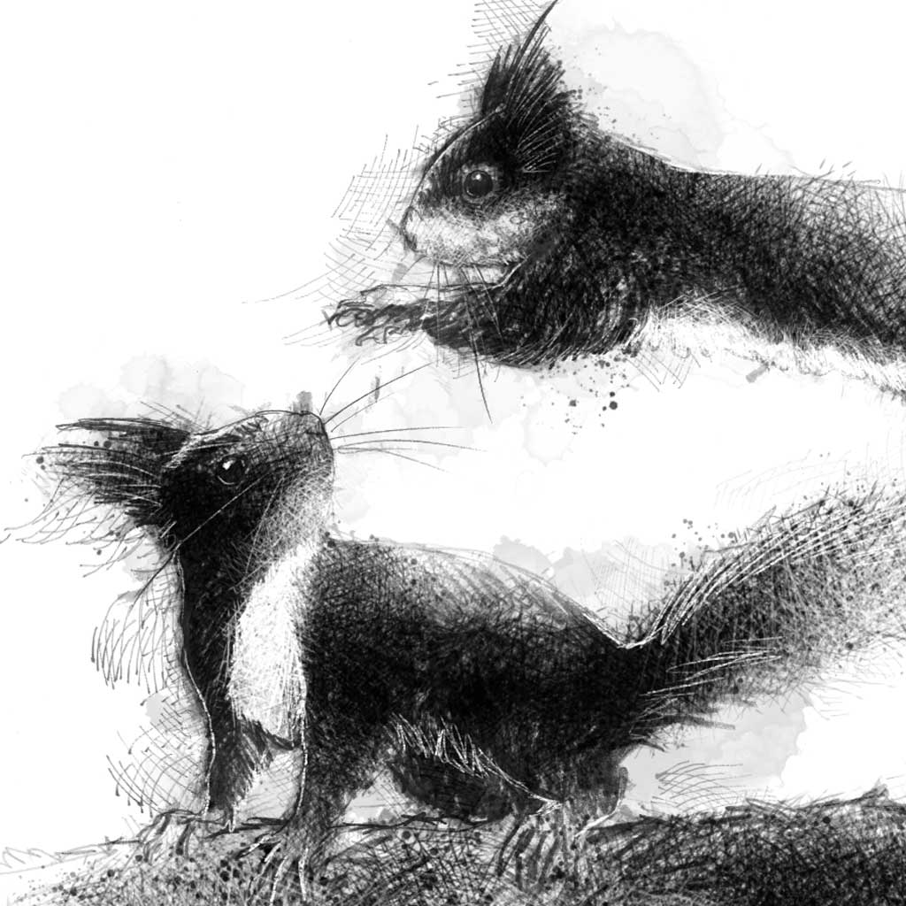 Red squirrels playing - BW Sketch