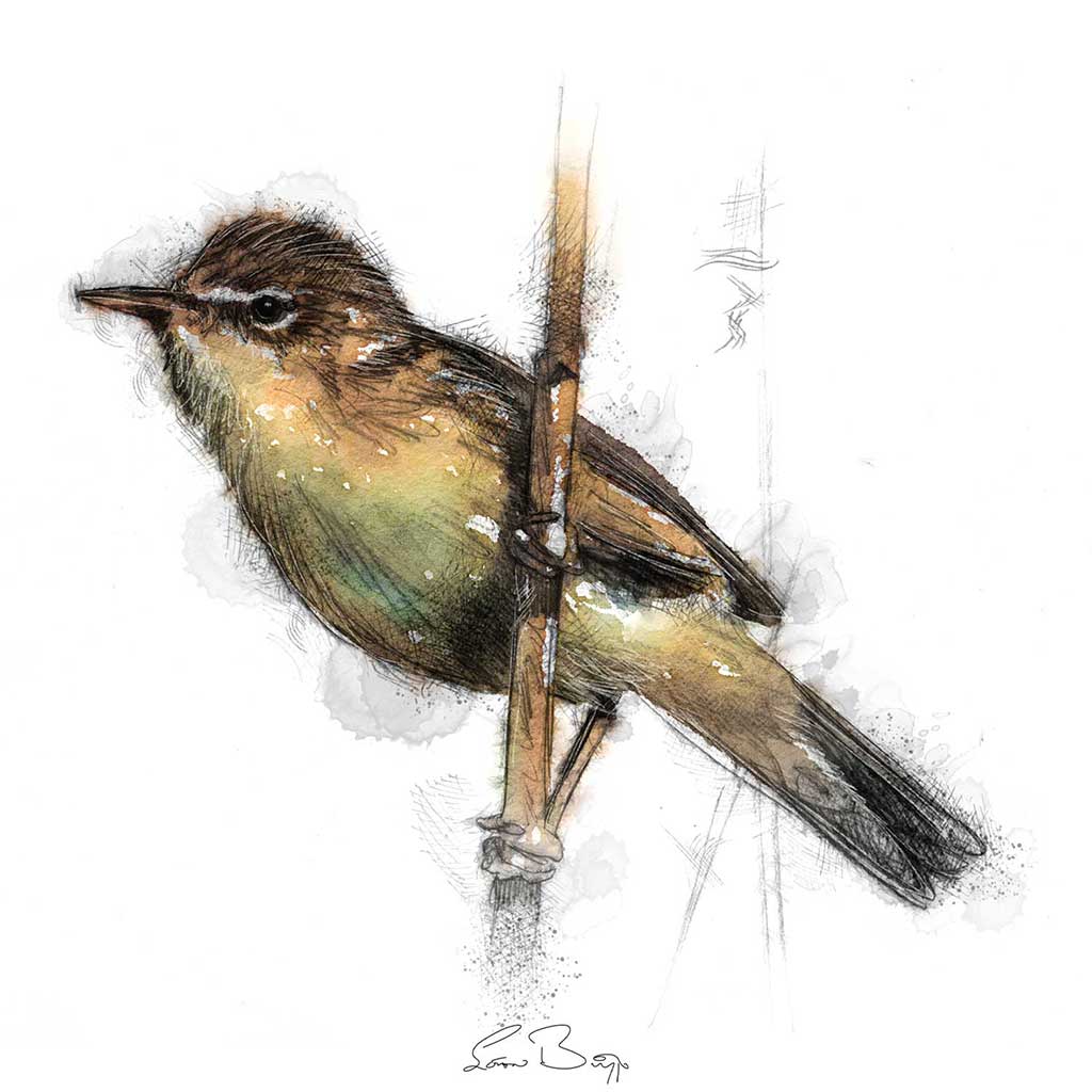 reed warbler colour