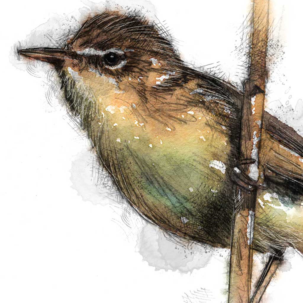 reed warbler colour