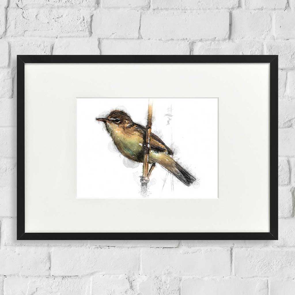 reed warbler colour