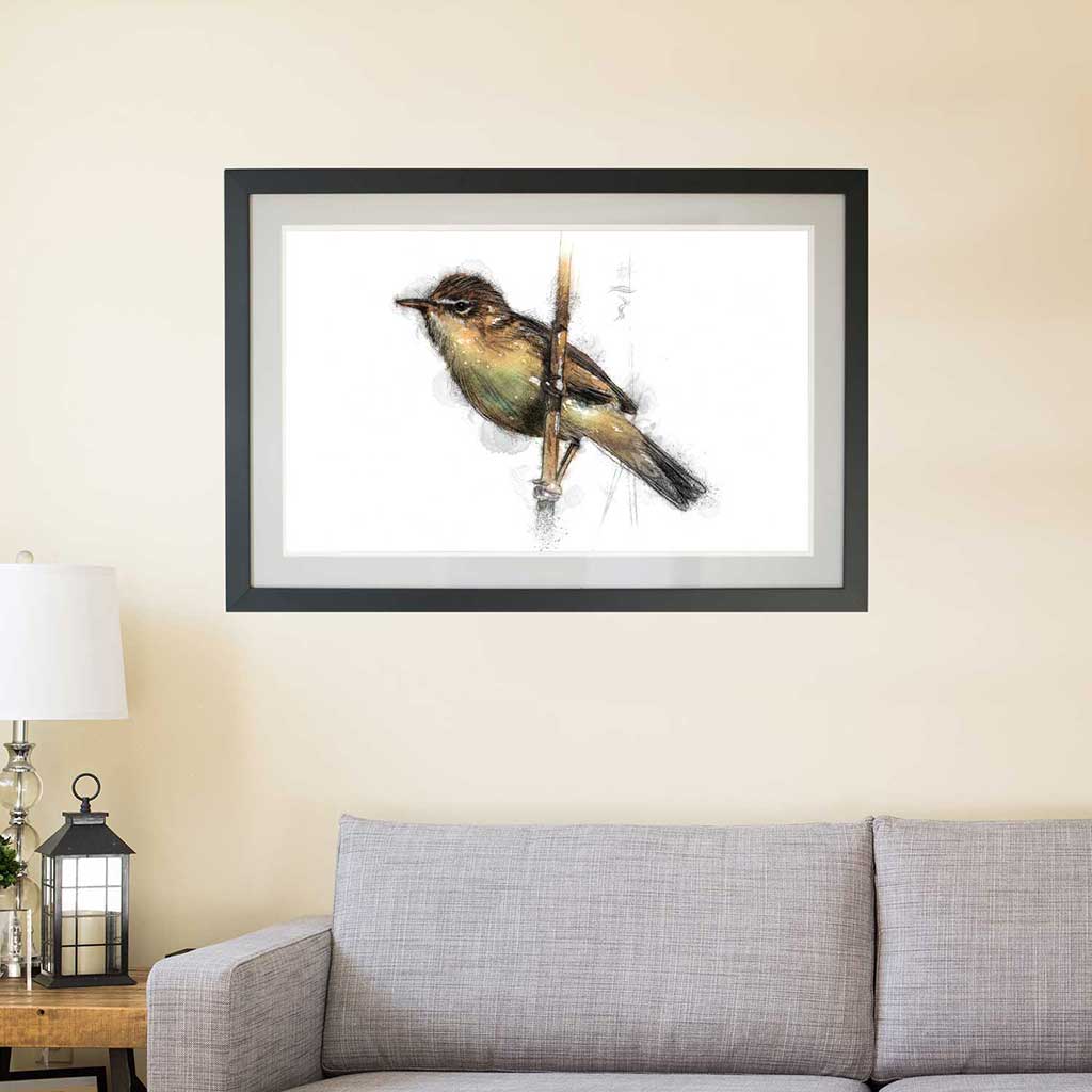 reed warbler colour