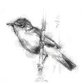 Reed warbler