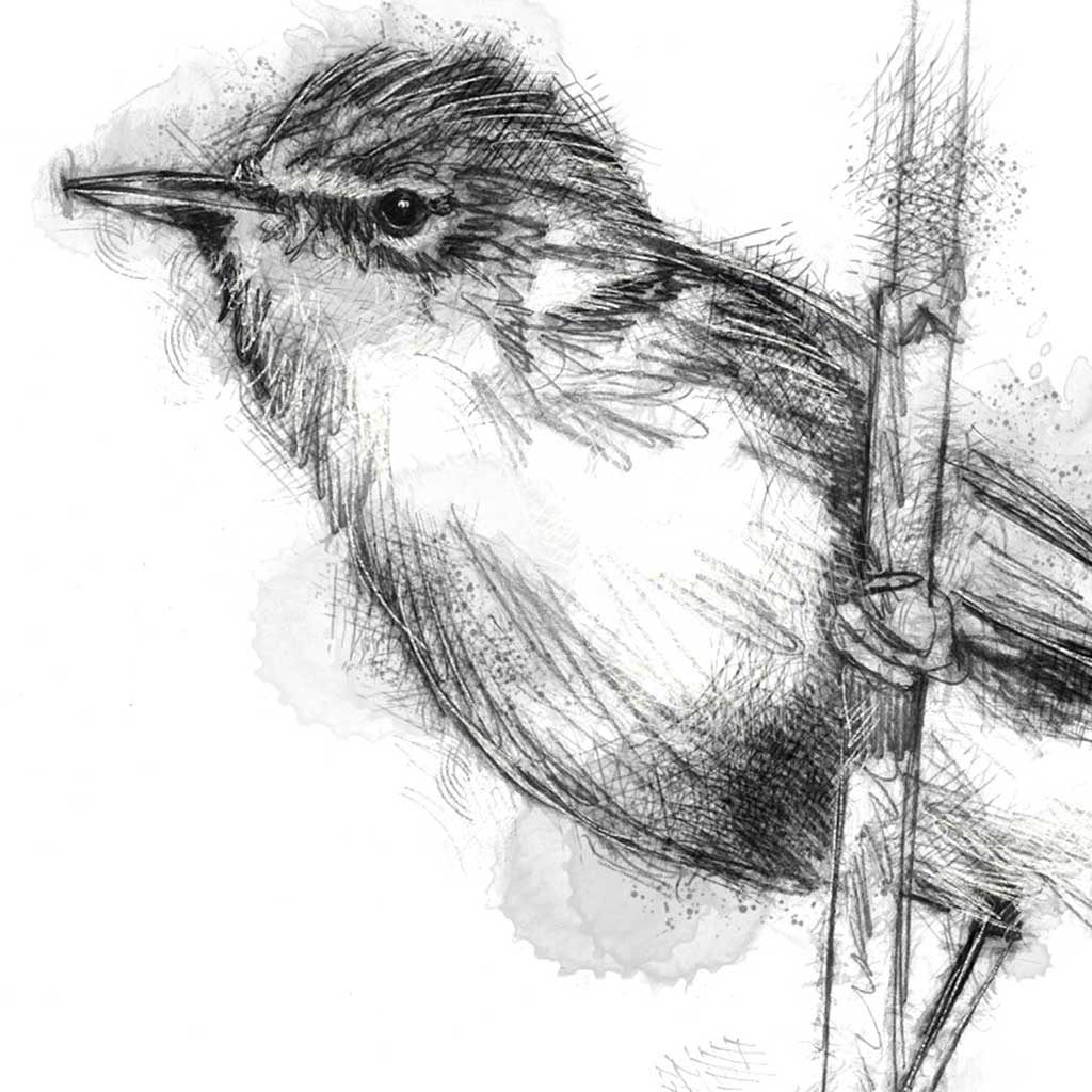 Reed warbler