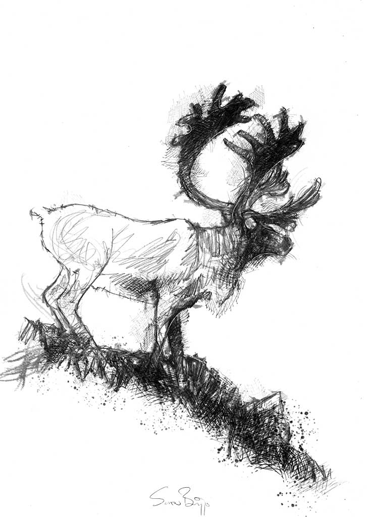 Reindeer