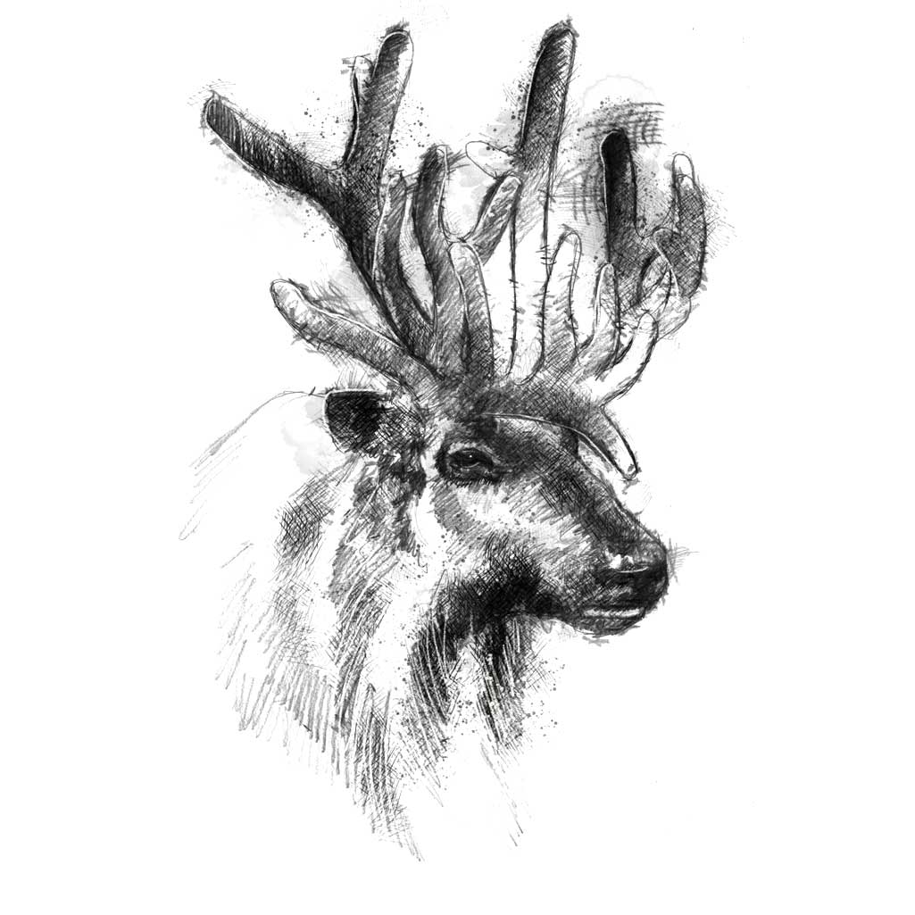 Reindeer