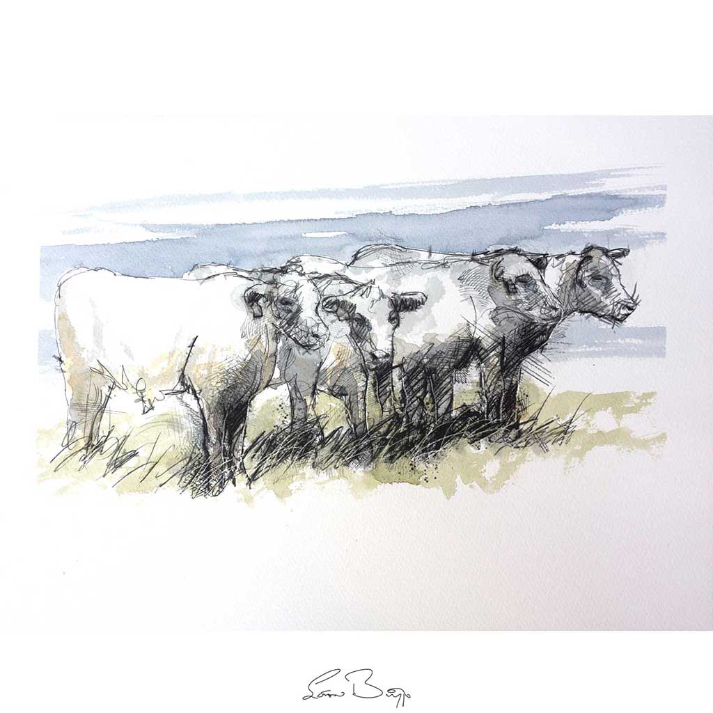 Cows resting