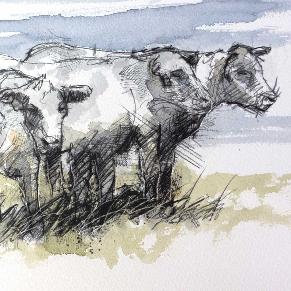 Cows resting
