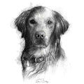 Retriever dog