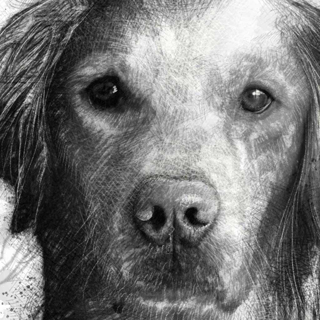 Retriever dog