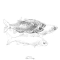 Roach fish