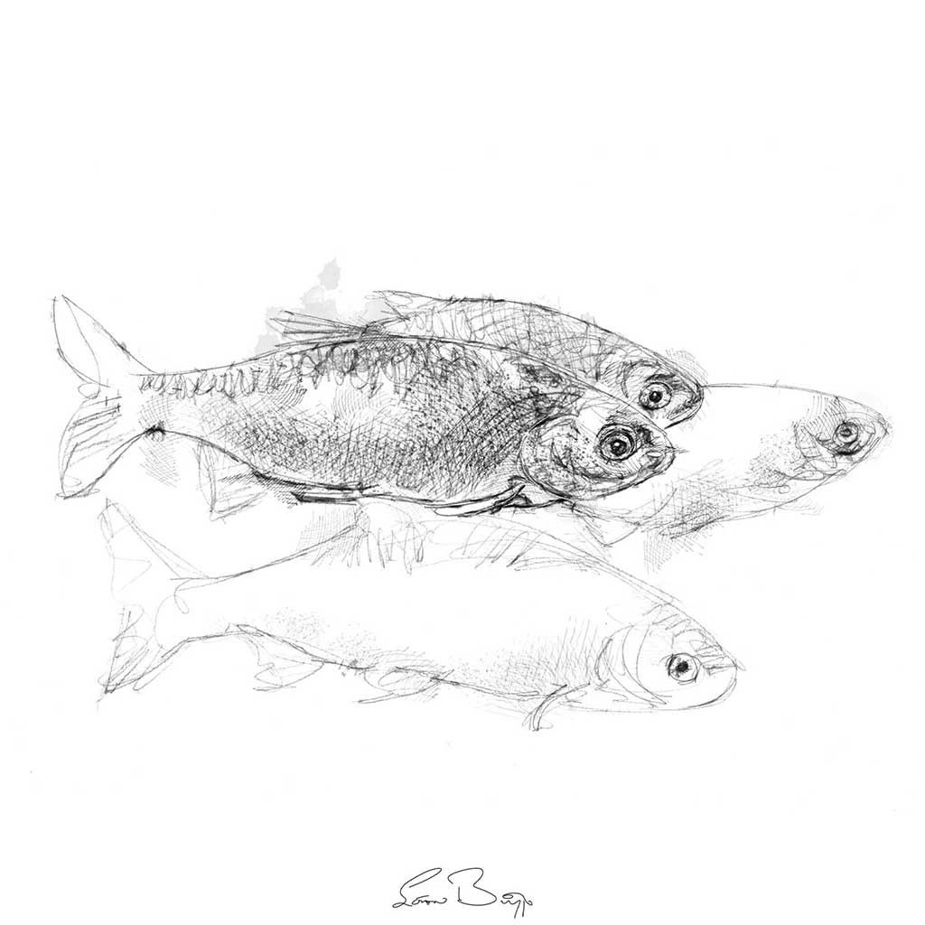 Roach fish