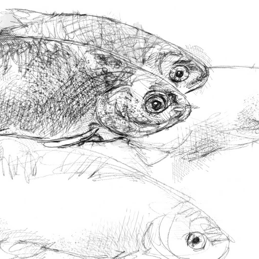 Roach fish
