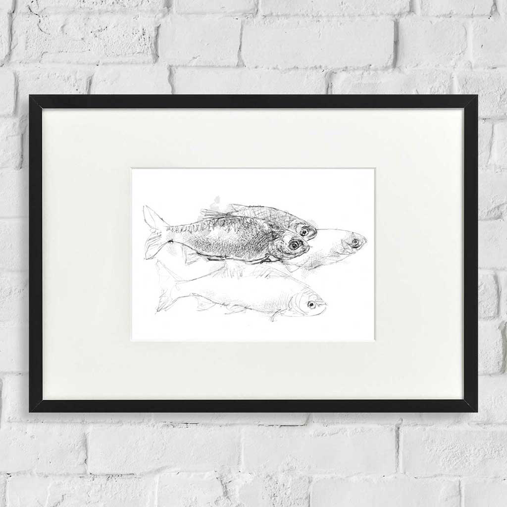 Roach fish