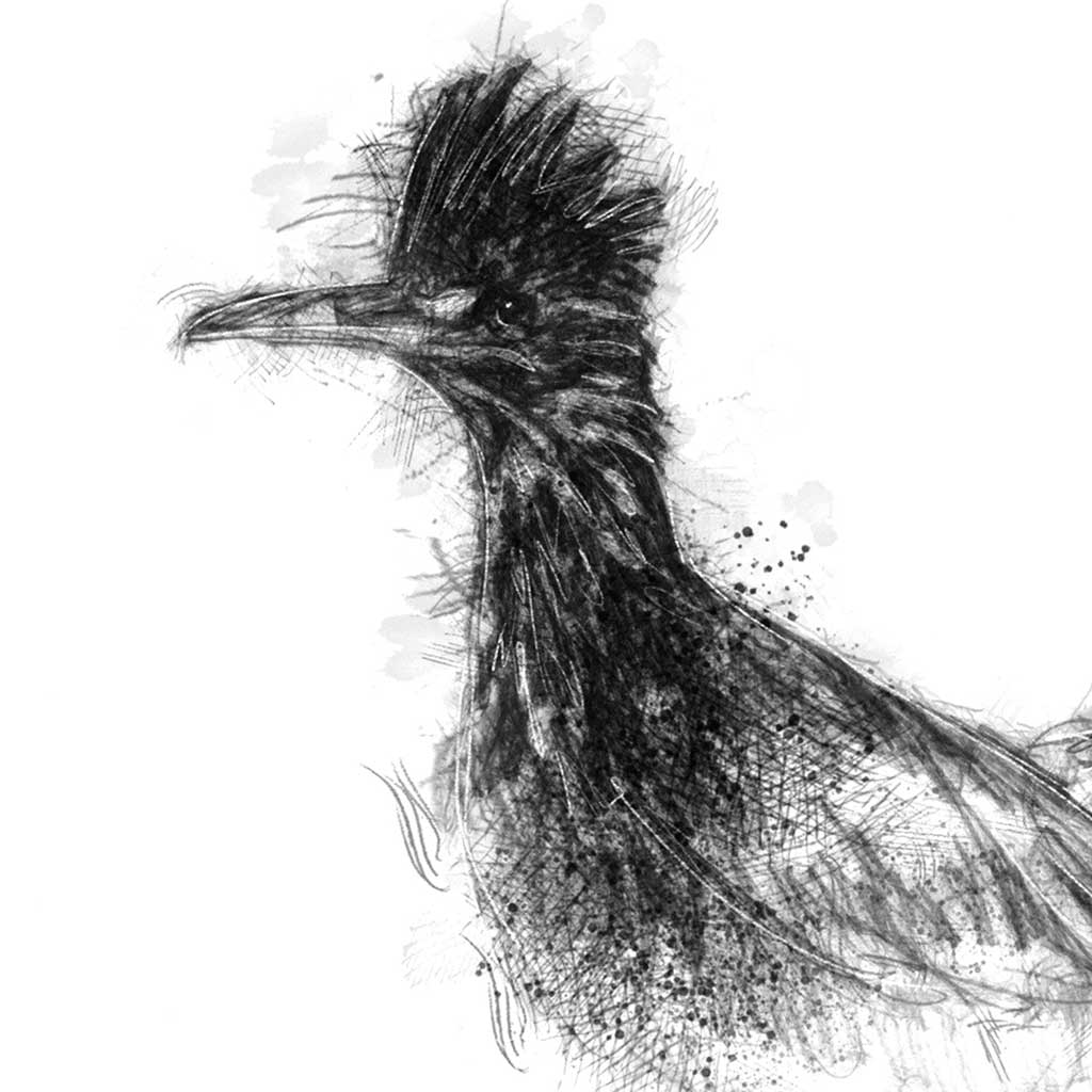 Roadrunner