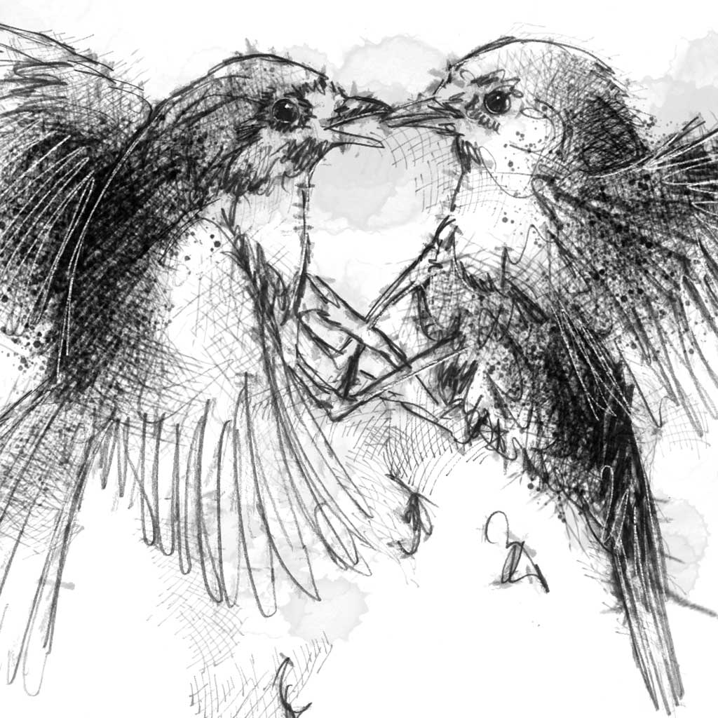 Robins fighting - BW Sketch