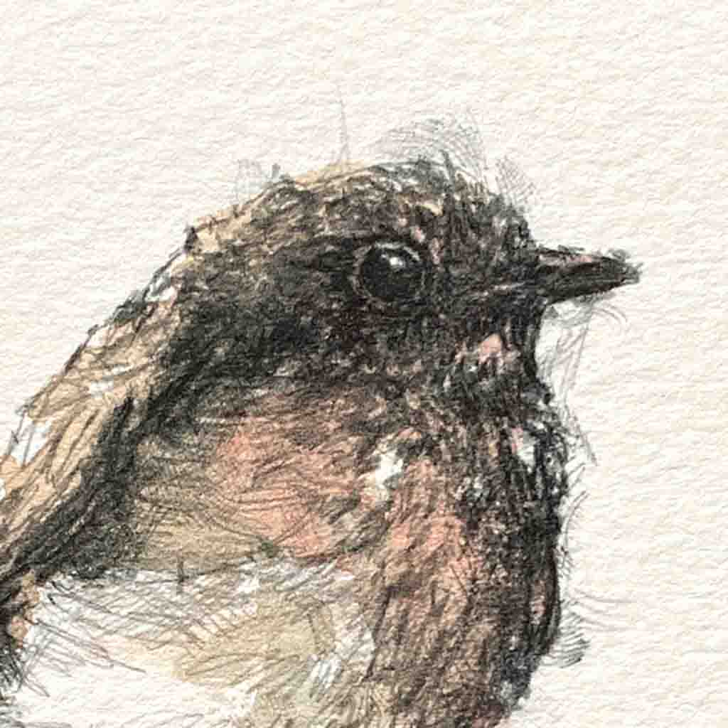 British robin original mini sketch