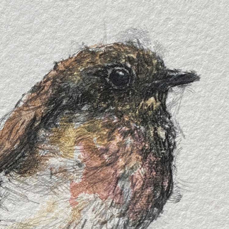 British robin mini sketch