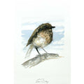 British robin sketch