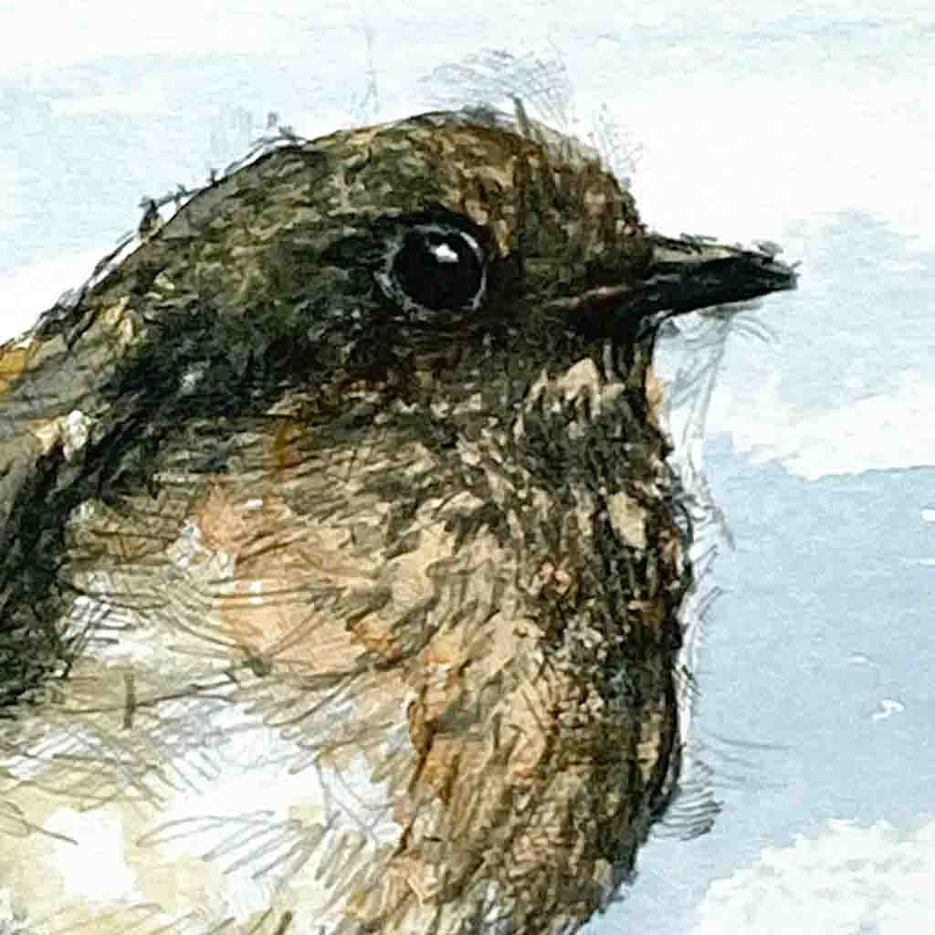 British robin sketch