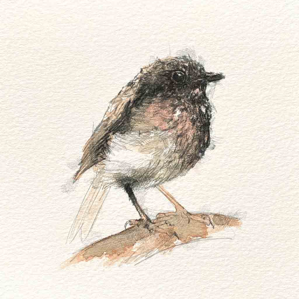 British robin original mini sketch