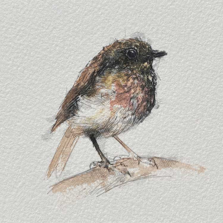 British robin mini sketch