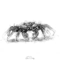 Rock crab