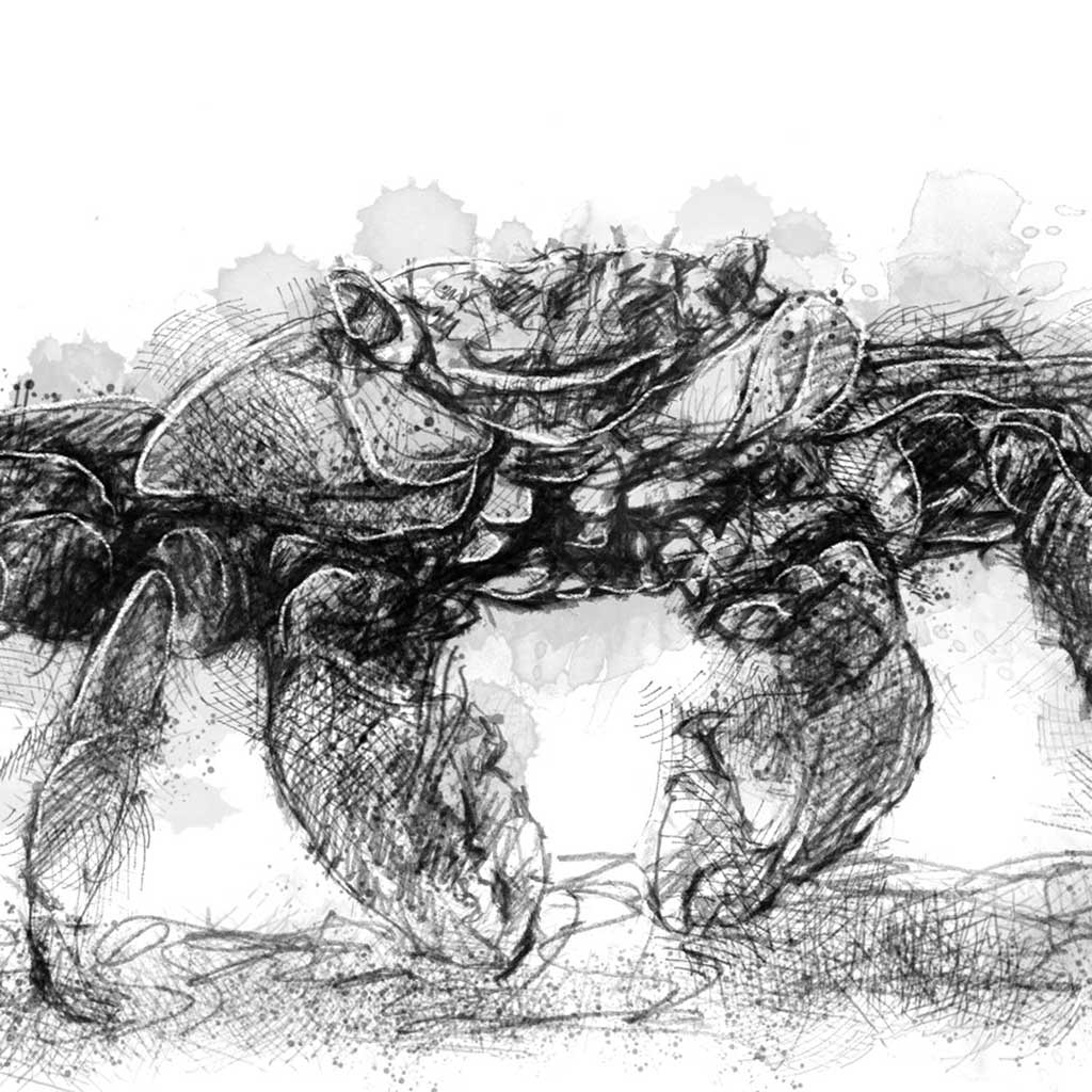 Rock crab
