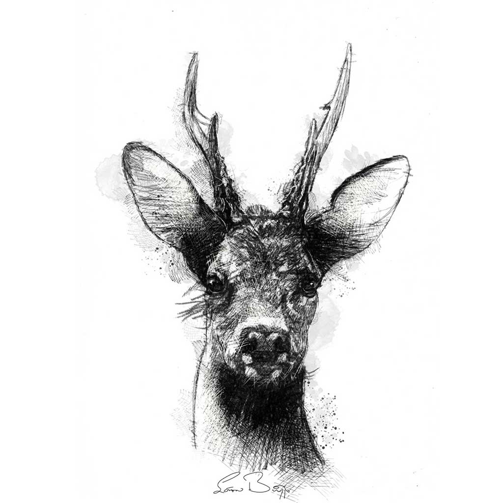 Roe deer stag
