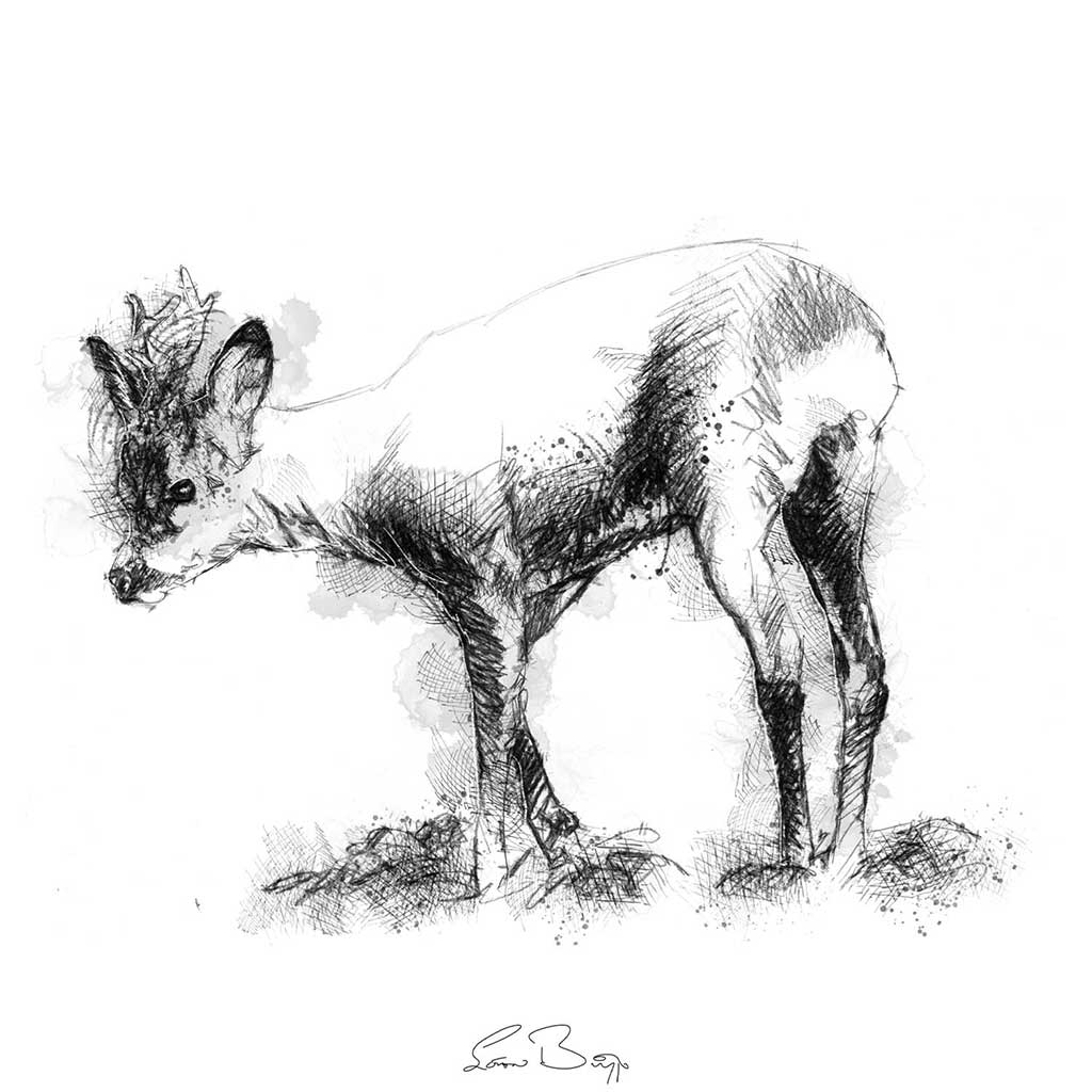 Roe deer