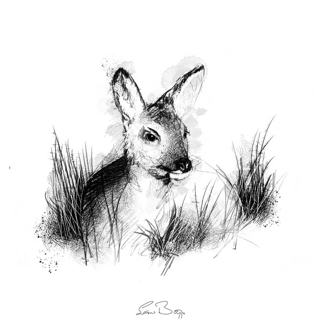 Roe deer at rest