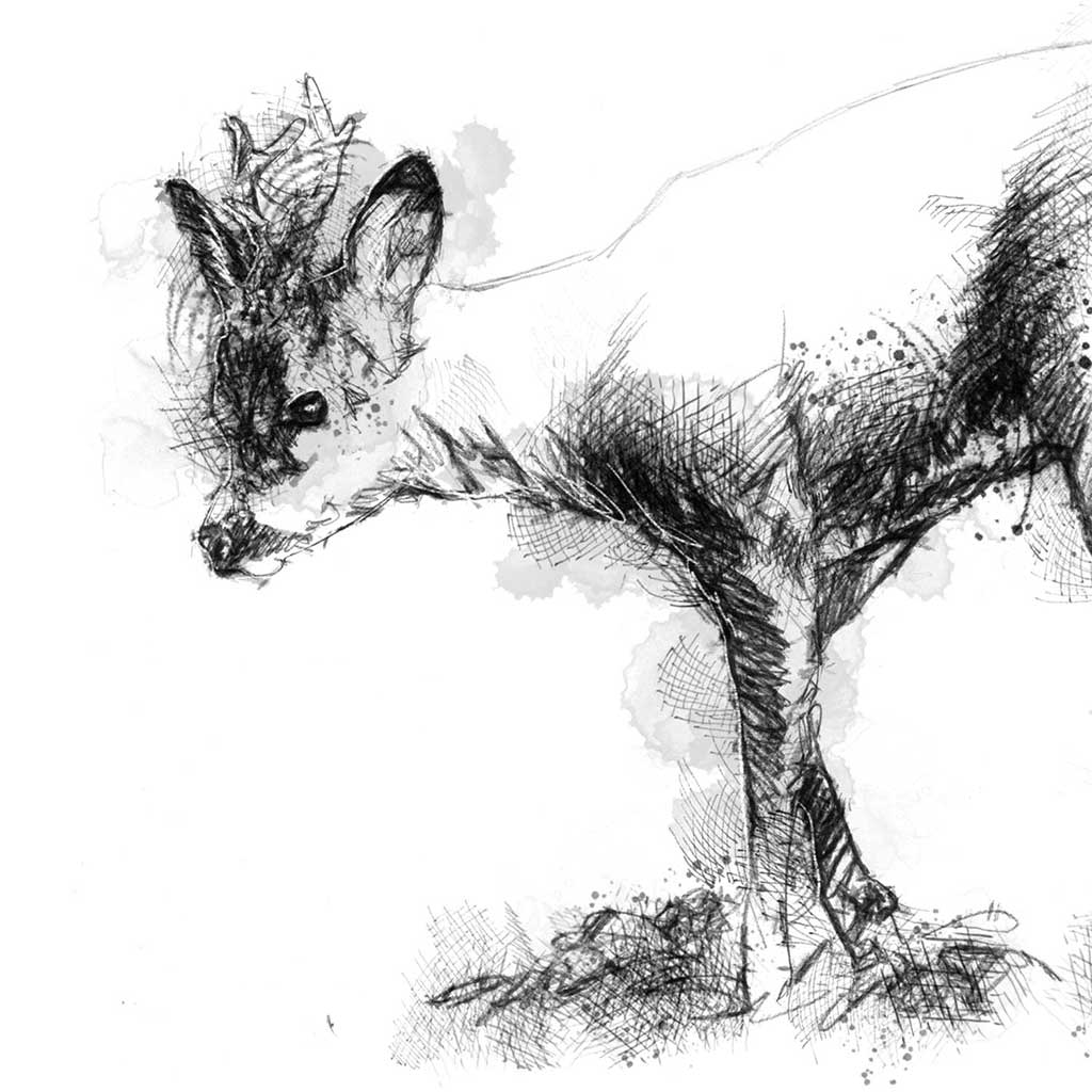 Roe deer