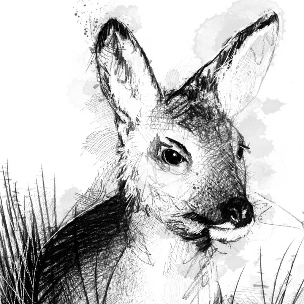 Roe deer at rest