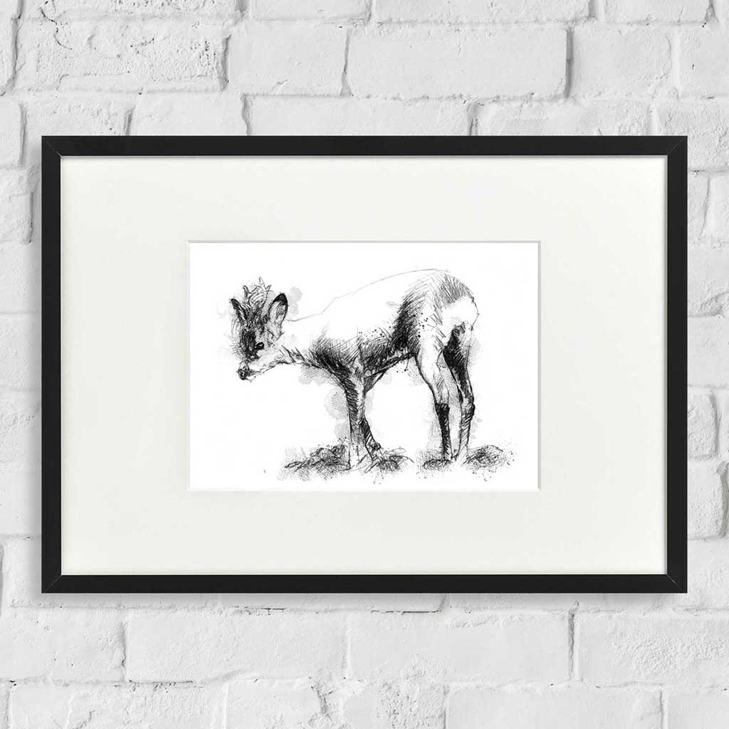 Roe deer