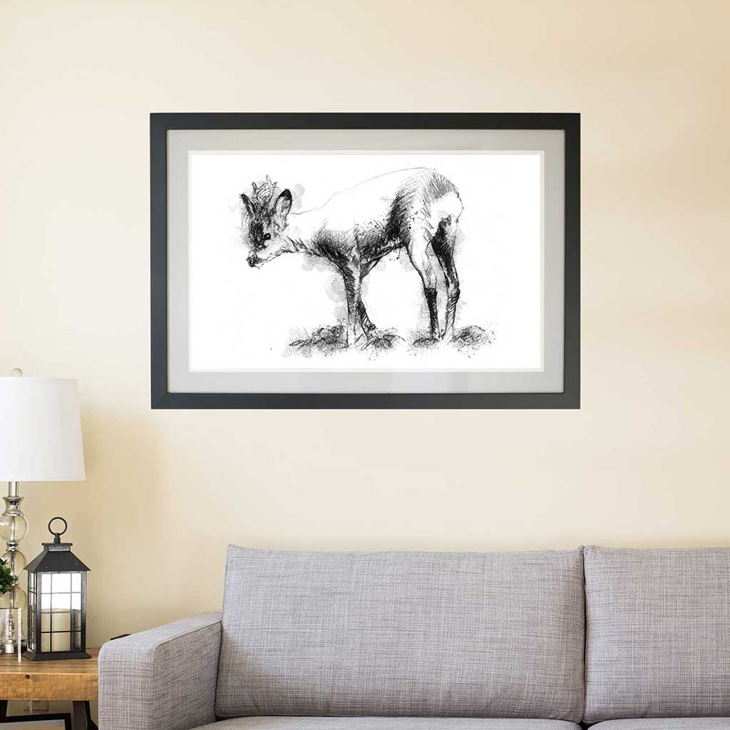 Roe deer
