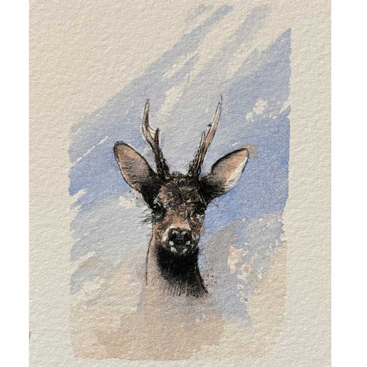 Roe deer mini sketch