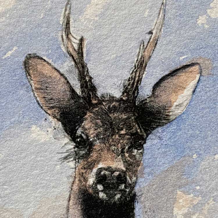 Roe deer mini sketch