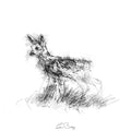 Roe deer fawn