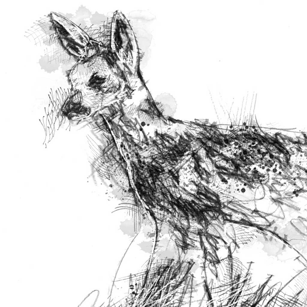 Roe deer fawn