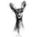 Roe deer doe