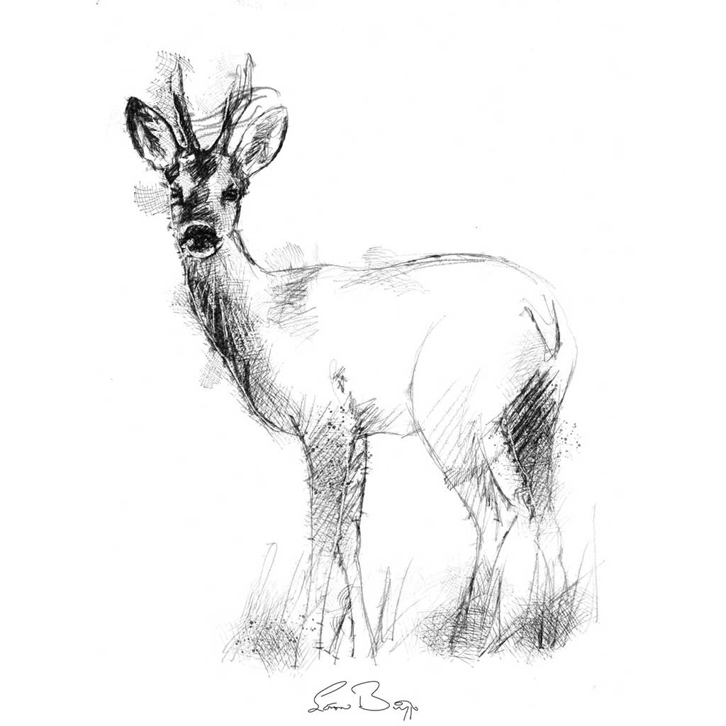 Roe doe deer