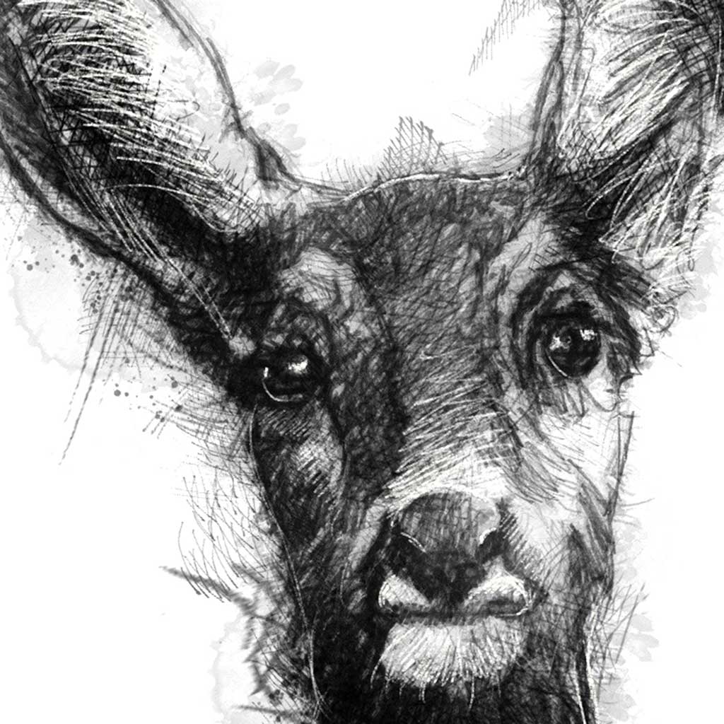 Roe deer doe