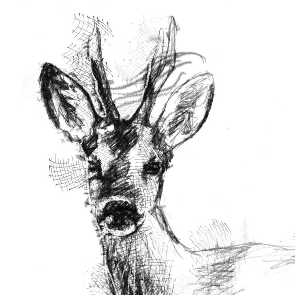 Roe doe deer